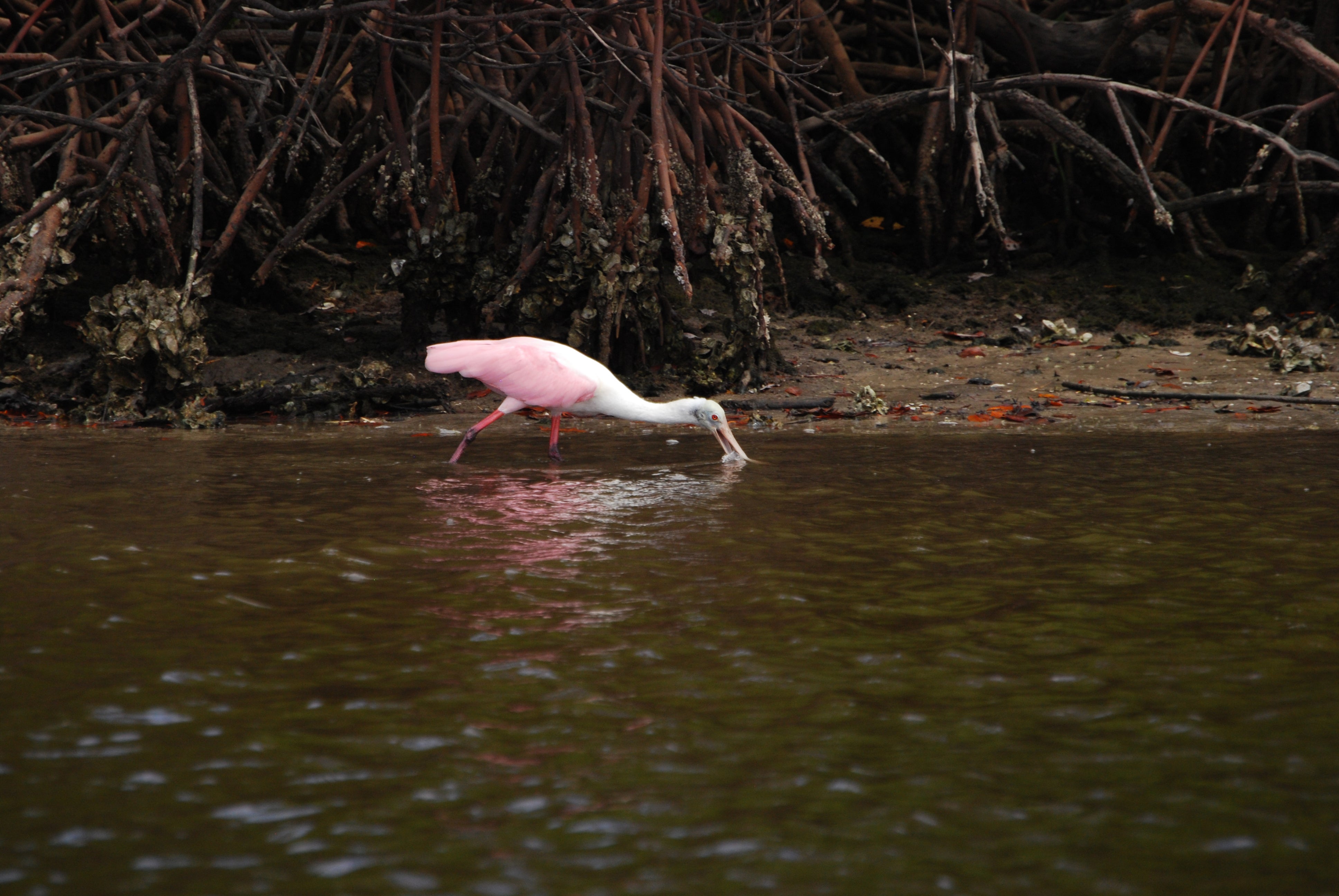 A pink wading bird foraging in shallow water